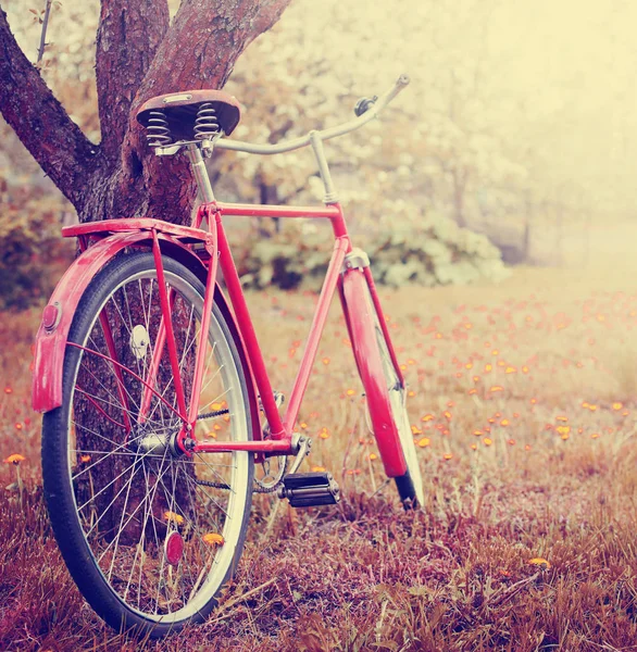 Röd Vintage Cykel Nära Trädstammen Trädgården — Stockfoto