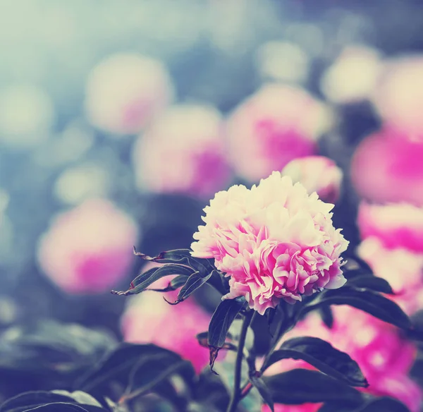 Крупним Планом Рожевій Квітці Вибірковому Фокусі — стокове фото