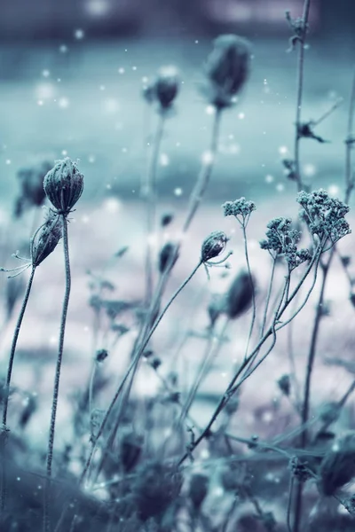 Detailní Pohled Zmrzlé Rostliny Sněhem — Stock fotografie