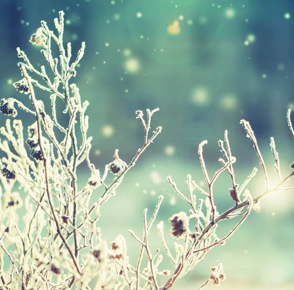 雪で冷凍の枝のクローズ アップ ビュー — ストック写真