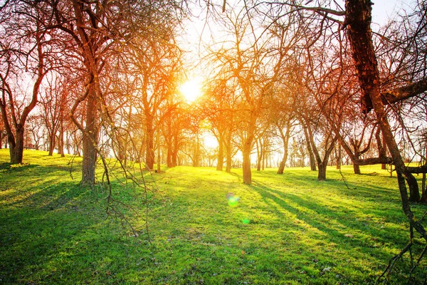 scenic view of beautiful autumn golden park