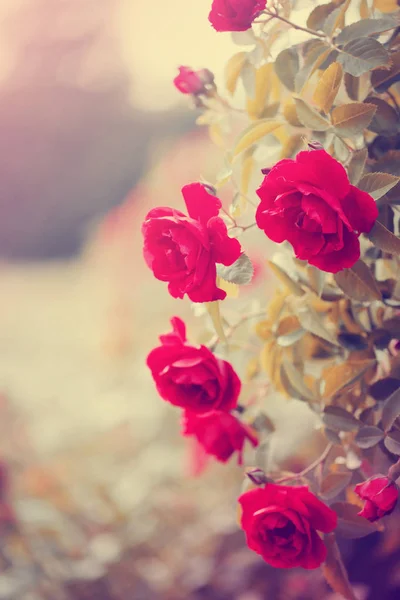Roses Rouges Poussant Sur Buisson Dans Jardin — Photo