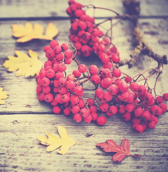 Blick Von Oben Auf Herbstblätter Mit Beeren Auf Holzgrund — Stockfoto