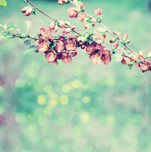 Προβολή Closeup Κόκκινο Μήλο Δέντρο Λουλούδια Θολή Φόντο — Φωτογραφία Αρχείου