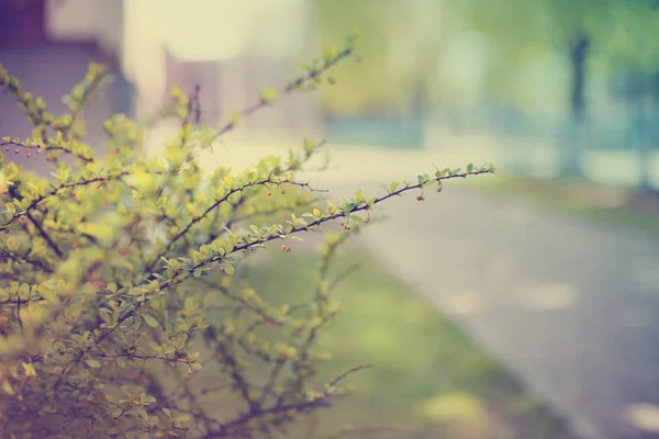 Closeup View Fresh Tree Branches Blurred Background Park — Stock Photo, Image