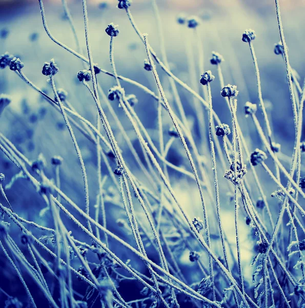 Nahaufnahme Gefrorener Pflanzen Mit Schnee — Stockfoto