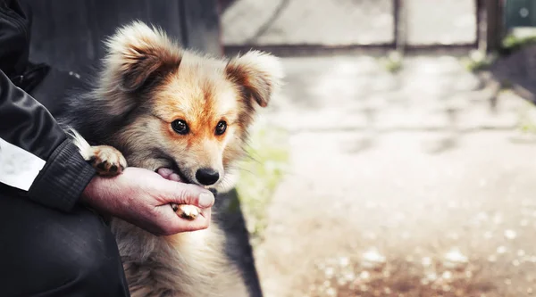 Sevimli Köpek Pençe Adama Veren Closeup Görünümü — Stok fotoğraf