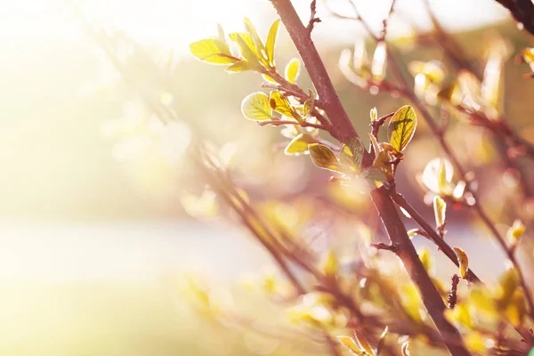 Closeup View Fresh Tree Branches Blurred Background — Stock Photo, Image