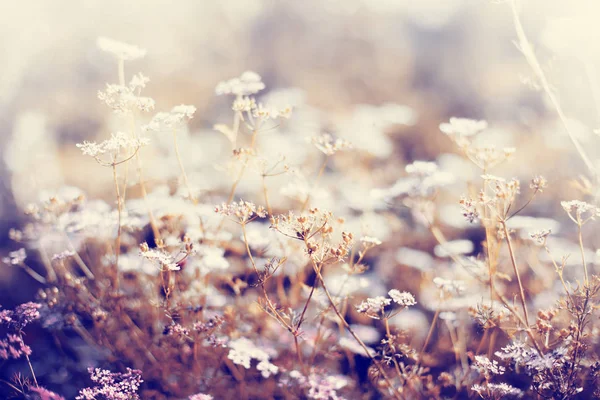 Jolies Petites Fleurs Sur Prairie Forestière — Photo