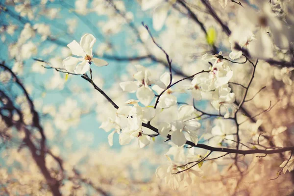 Nahaufnahme Von Kirschbaumblüten Vor Verschwommenem Hintergrund — Stockfoto