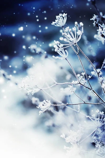 Nahaufnahme Gefrorener Pflanzen Mit Schnee — Stockfoto