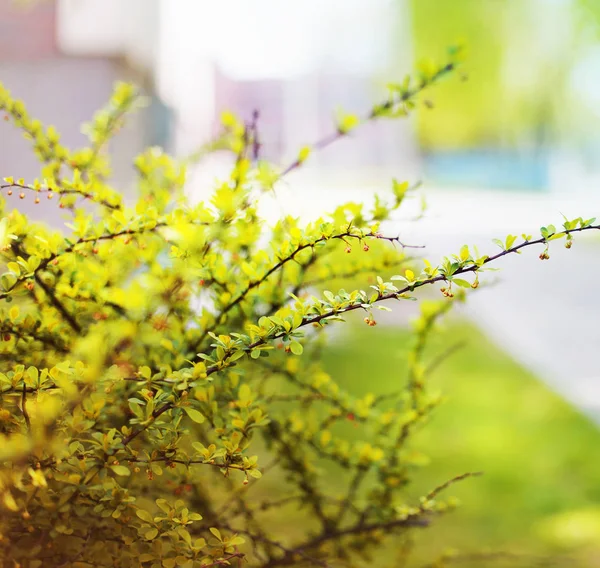 Closeup View Fresh Tree Branches Blurred Background Park — Stock Photo, Image