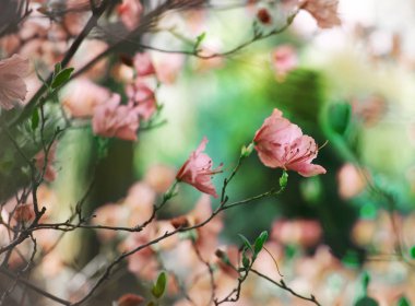 Arka plan bulanık şirin küçük çiçekler