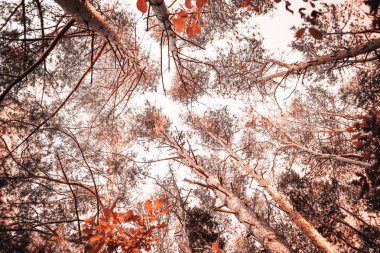 Alt görünümü güzel altın sonbahar ağaç dalları