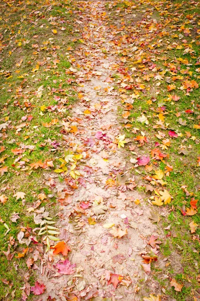 Sentier Étroit Avec Herbe Verte Feuilles Automne — Photo