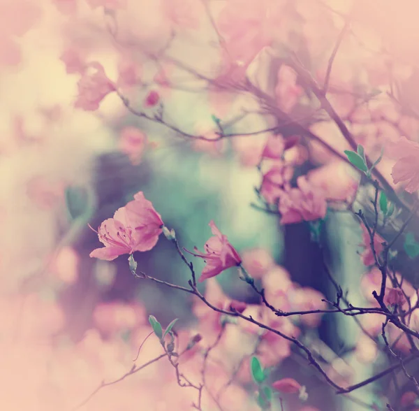 Симпатичные Маленькие Цветы Размытом Фоне — стоковое фото