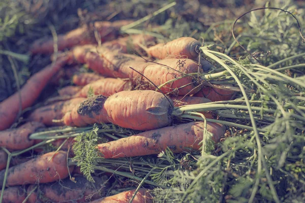 Raw and fresh carrots on ground in garden