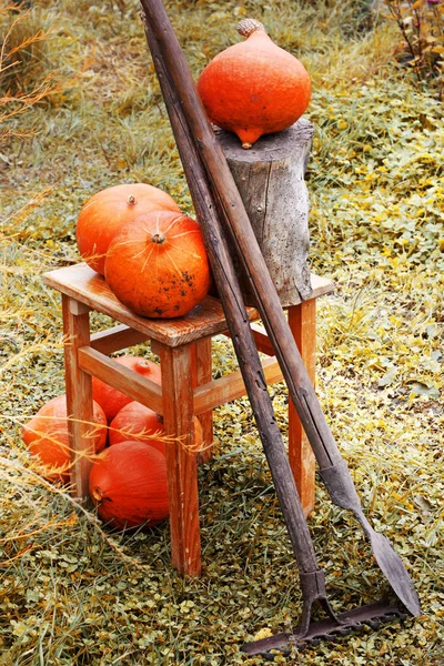 Čerstvé Oranžové Dýně Trávě Podzimní Sezóně — Stock fotografie