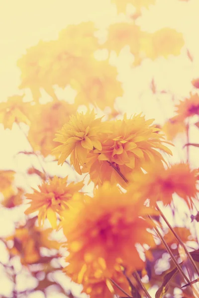 Gelbe Chrysanthemen Wachsen Sträuchern Garten — Stockfoto