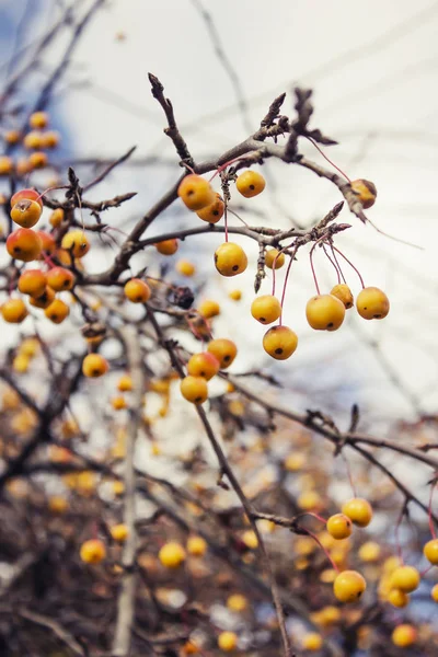 Closeup View Fresh Tree Branches Berries Blurred Background — Stock Photo, Image