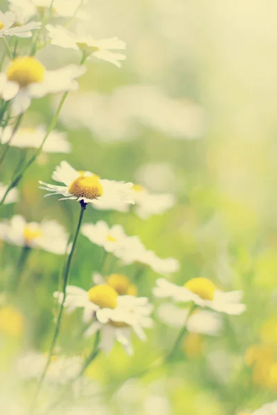 Bunte Und Weiche Gänseblümchen Blumen Auf Hellem Hintergrund — Stockfoto