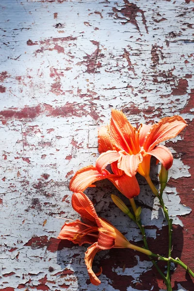 Güzel Lily Çiçekler Closeup Görünümünü Boyalı Ahşap Zemin Üzerine — Stok fotoğraf