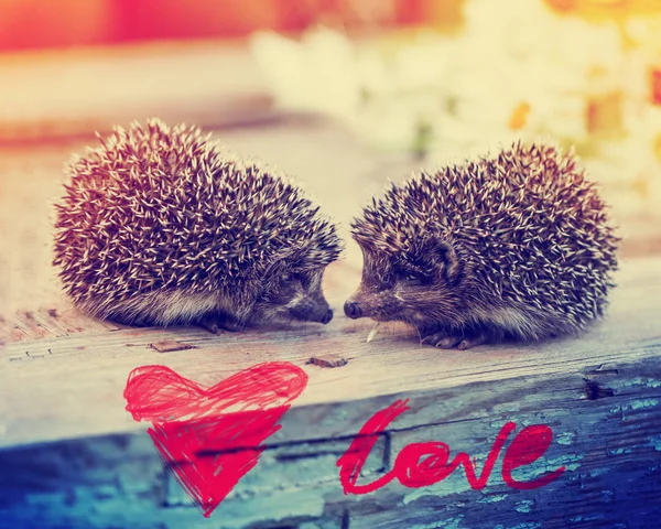 cute small hedgehogs and drawn heart on wooden table