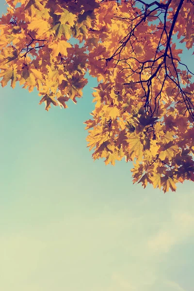 Onderaanzicht Van Prachtige Gouden Herfst Boomtakken — Stockfoto