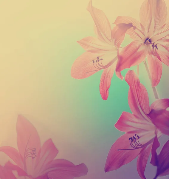 Erstaunliche Blühende Rosa Blumen — Stockfoto