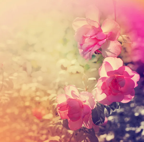 Cute Pink Flowers Blurred Background — Stock Photo, Image