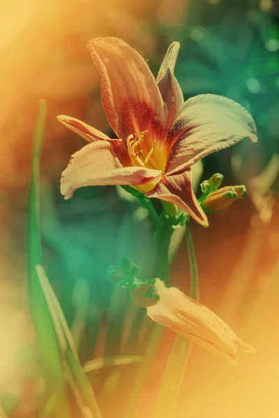 Hermosas Flores Flor Sobre Fondo Borroso — Foto de Stock