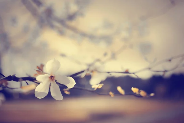 Lindas Flores Sobre Fondo Borroso —  Fotos de Stock