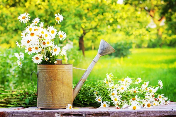 Bos Van Verse Chamomiles Gieter Rustieke Houten Tafel Buiten Stockfoto