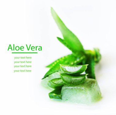 Beyaz arka plan üzerinde kopya spase ile yeşil aloe tesisi