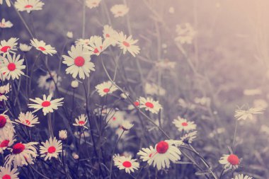 güneş ışığı alanında büyüyen yaz papatyalar