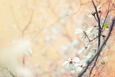 Arka plan bulanık şirin küçük çiçekler