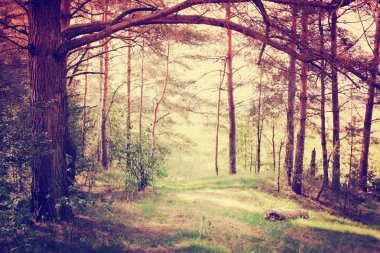 güzel manzara orman çayır ile 