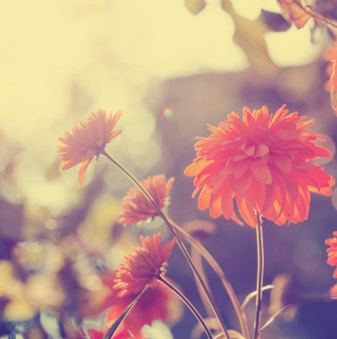 Arka plan bulanık güzel turuncu çiçekler