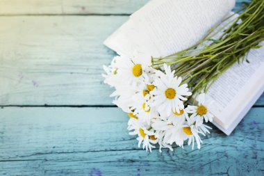 mavi ahşap masa üzerinde açık kitap üzerine taze chamomiles buket