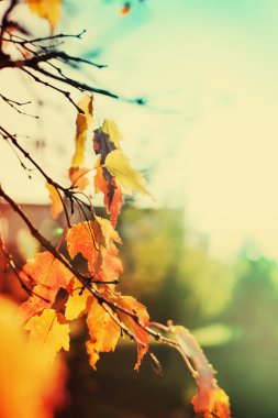 Sonbahar parkında renkli yapraklar