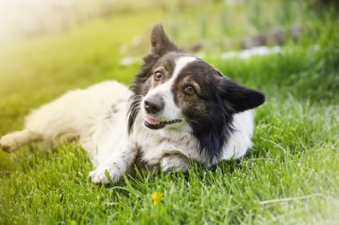 portre sevimli kenar kömür ocağı rahatlatıcı köpek park görünümünü