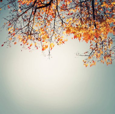 Alt görünümü güzel altın sonbahar ağaç dalları