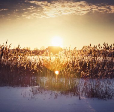 gün batımında kar altındaki alanında uzun otların doğal görünümünü