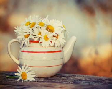 taze chamomiles ahşap yüzeyde vintage çaydanlık