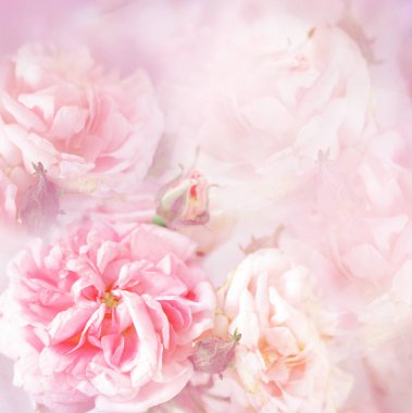 yakın çekim şakayık zarif pembe gül