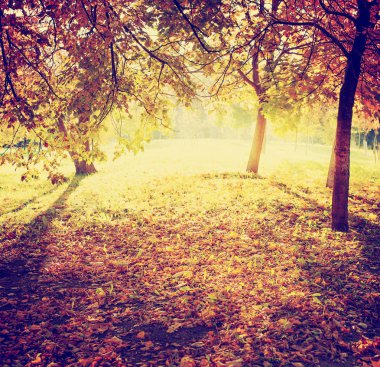 güzel sonbahar altın orman manzaralı görünüm