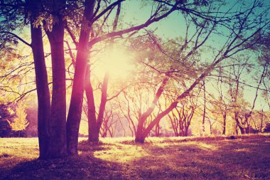 güzel sonbahar altın orman manzaralı görünüm