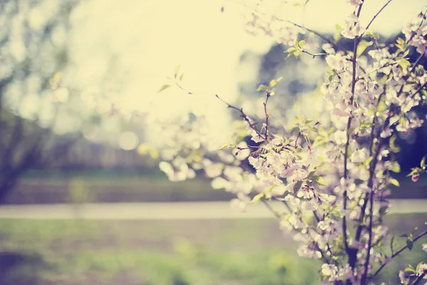 Vista Cerca Las Flores Árbol Flor Sobre Fondo Borroso — Foto de Stock