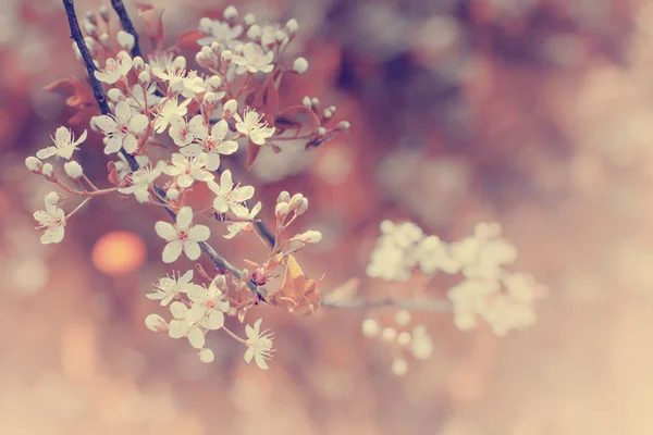 Söta Små Blommor Löväng — Stockfoto