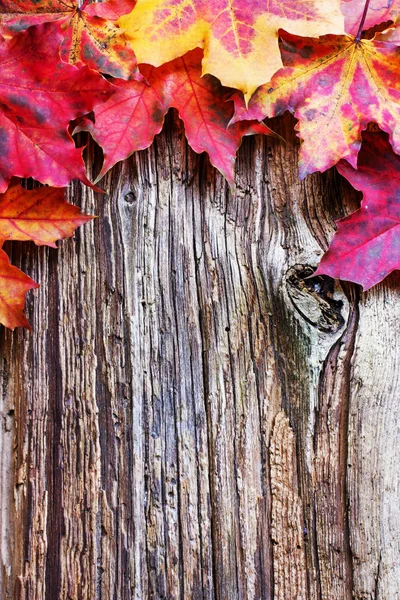 Vista Superior Las Hojas Otoño Colocadas Montón —  Fotos de Stock